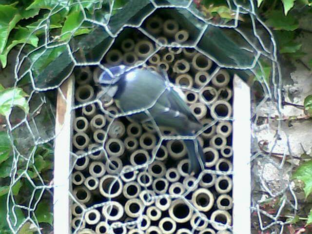 Blue-tit inspecting bee hotel